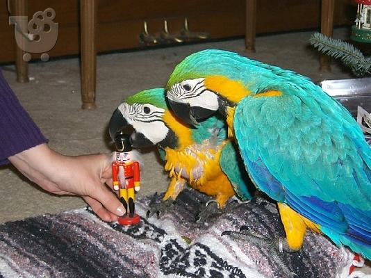 PoulaTo: κορυφαία δέκα παπαγάλοι macaw καθαρή φυλή
